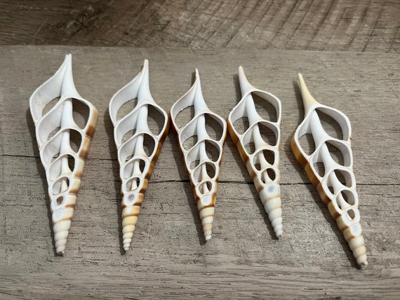 Cut Tibia Seashells - Set of 5, 3.5-4