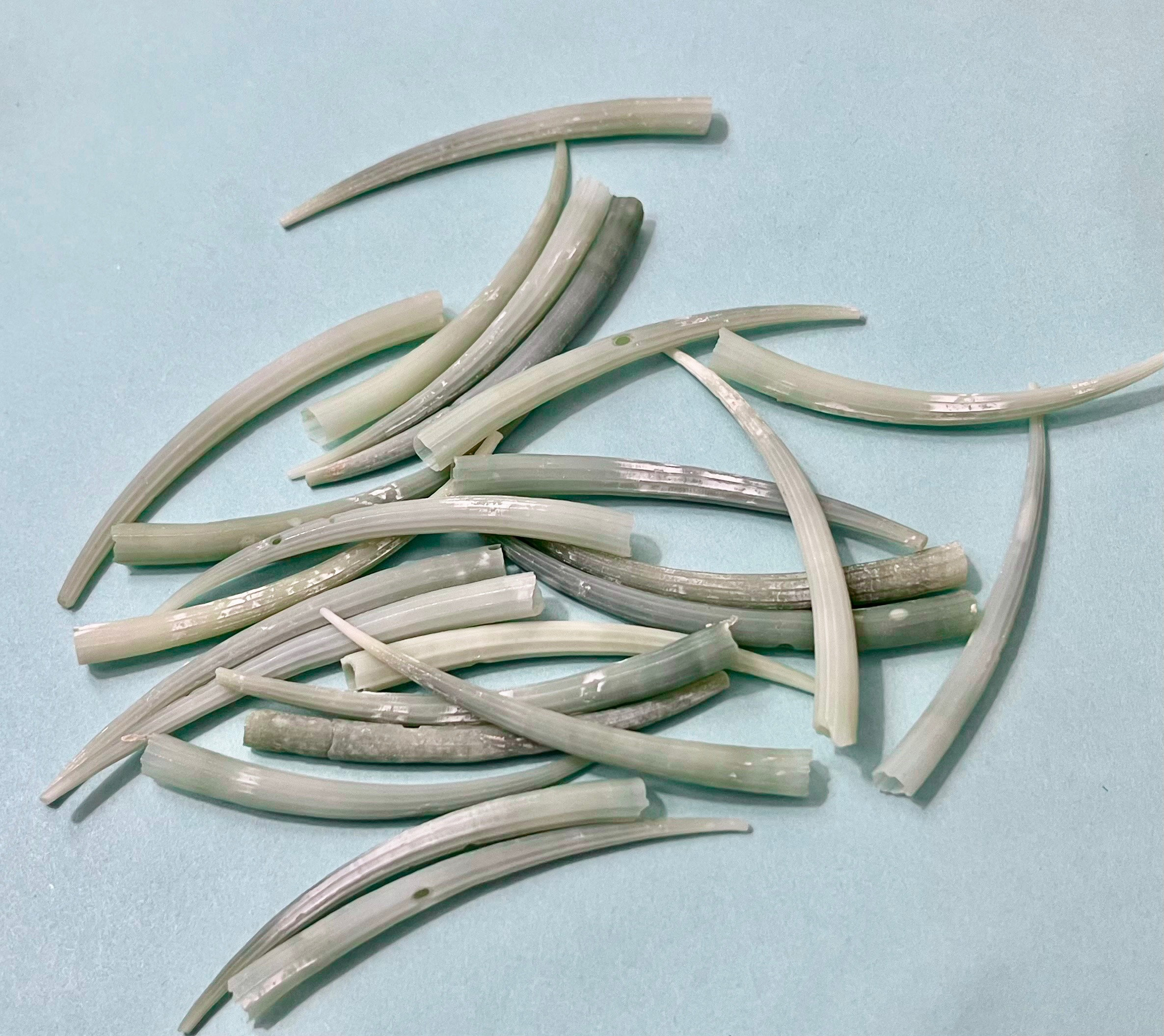 Dentalium shells best sale
