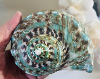 Huge Turbo Marmoratus – Coastal Nautical Beach Decor