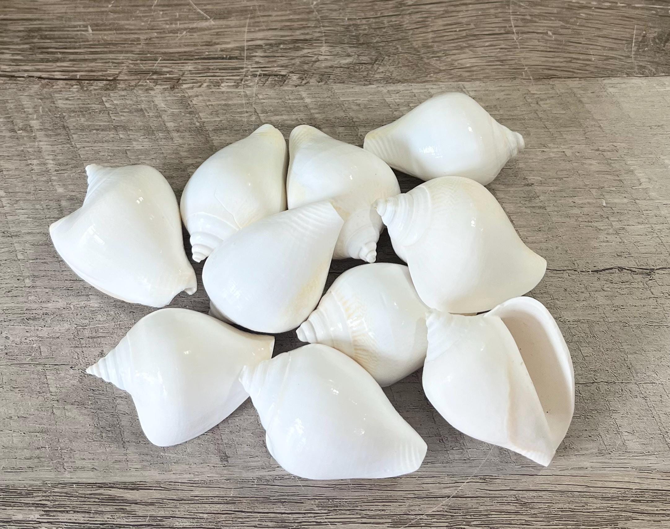 Shells - 10 Real White Shells - 2