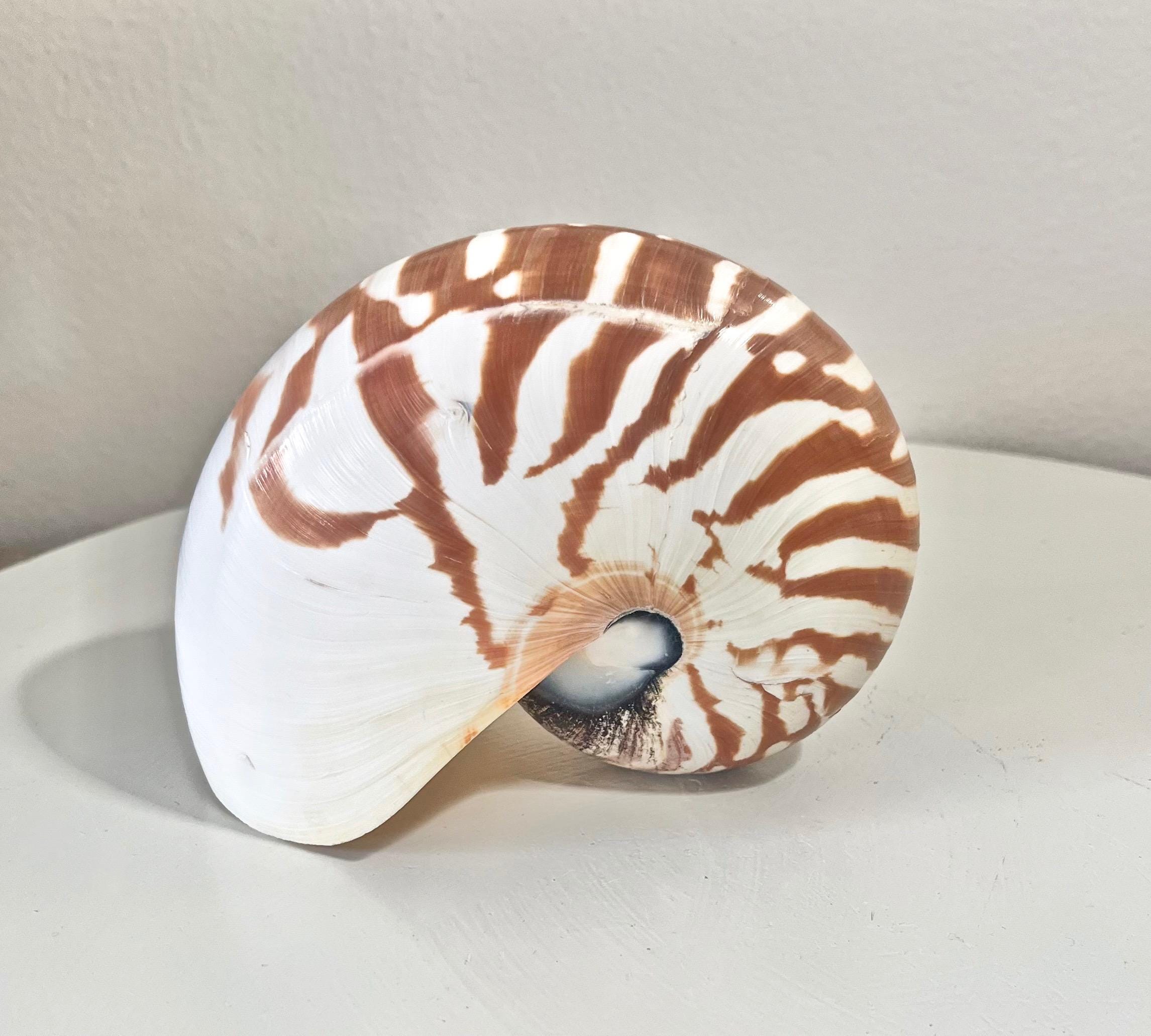 AUTHENTIC NAUTILUS SHELLS - Choose Your Size - Beach Coastal Gift