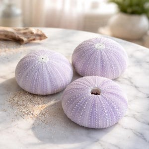3 Purple Sea Urchins 2"-2.5" - Beach Wedding Decor - Bulk Shells - seashells - sea shells - Air plant Shell
