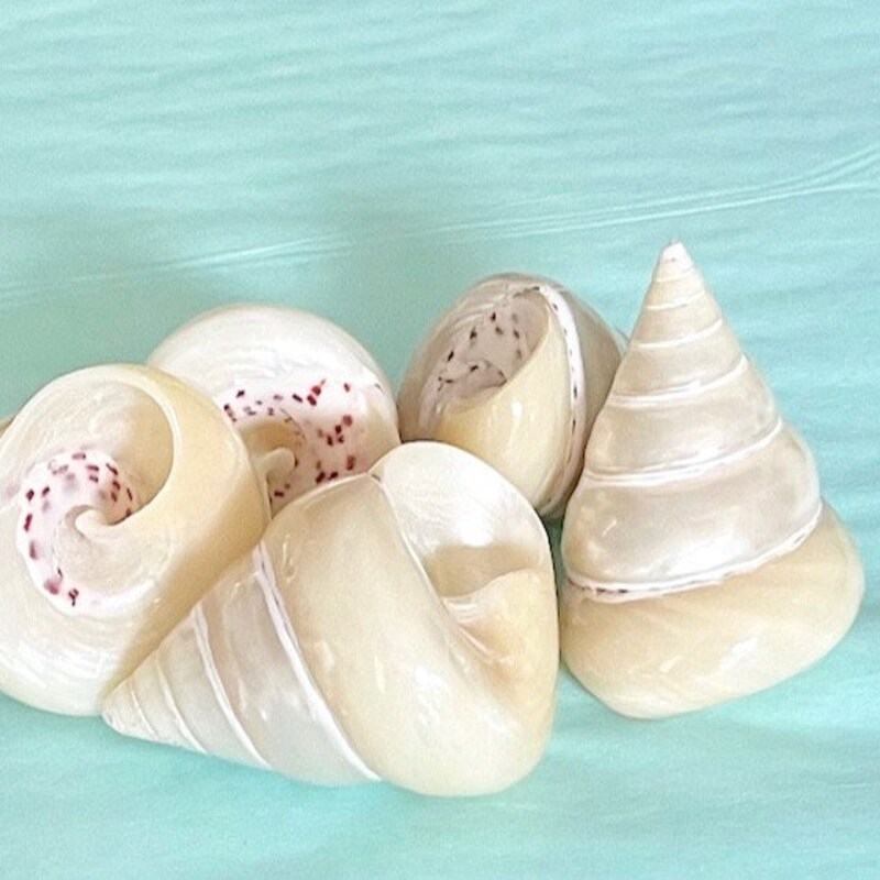 Trochus Shell - Etsy