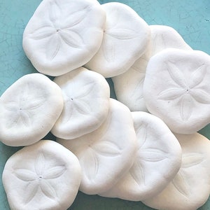 Sea Cookies - Set of 10 - 1"-1.5" Decor Crafting Projects Seashells Sand Dollars