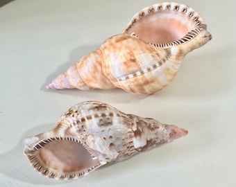 Triton Shells - Coastal Seashell Centerpiece Beach Decor