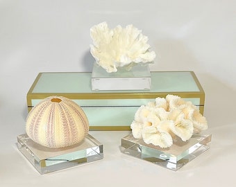 Shells and Coral on Lucite - Sold Individually - Natural-Real-beach decor-coastal-sea shell-seashells-table decor