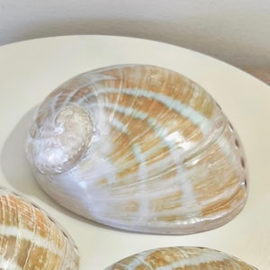 May include: A close-up of a large, iridescent seashell with a spiral shape. The shell features a mix of tan, brown, and white colors with subtle striped patterns. The shell is on a cream-colored surface.