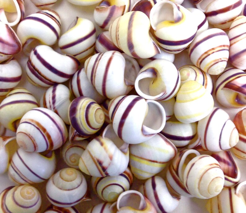 Seashells 10 Natural Striped Land Snails Bulk Shells/craft Etsy