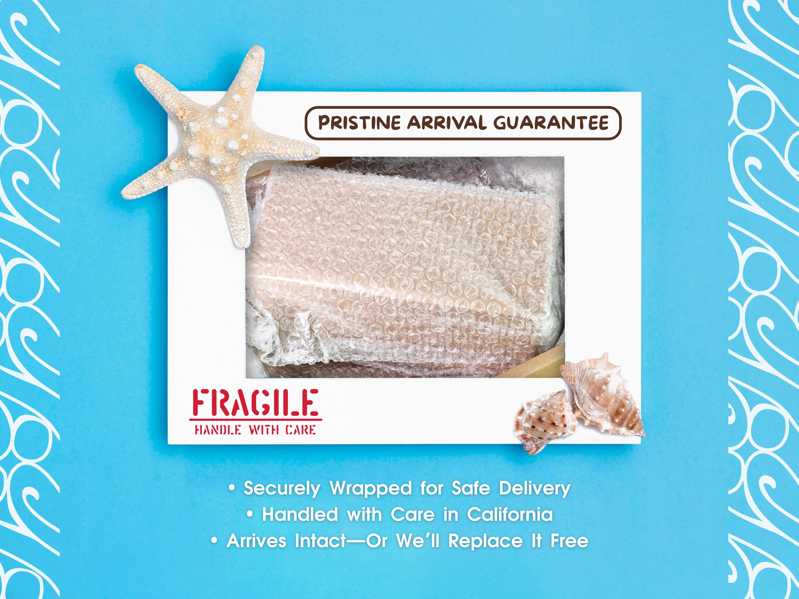 Rare Precious Wentletrap Shell – Real Epitonium Scalare for Coastal ...