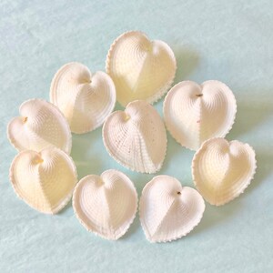 Seashells Real Heart-Shaped Shells 2 Set of 2 sea shells/wedding shells/beach/coastal/crafting shells image 2