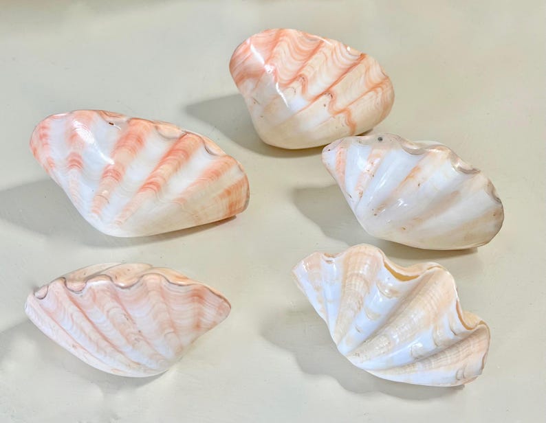 Double Ruffled Polished Squamosa Shell - 3