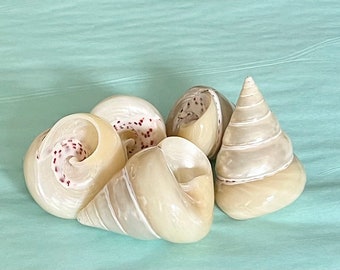 Shells - Pearl Trochus Shell - 2.5"-3" - Sold Individually - seashells bulk shells beach wedding nautical sea shells coastal