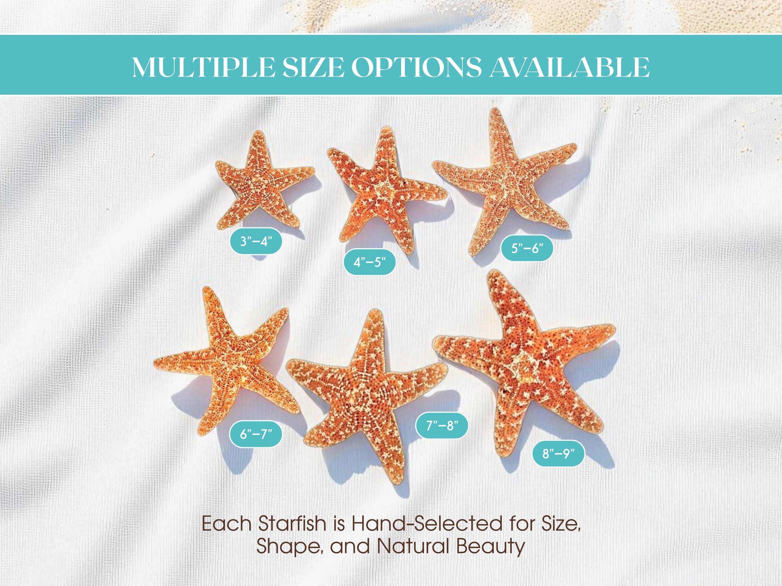 Estrellas de mar de azúcar auténticas: elige tu tamaño. Estrellas de mar  naturales para decorar bodas en la playa, decoración náutica para fiestas,  centro de mesa con temática oceánica. - Etsy México, image size:2667x2000