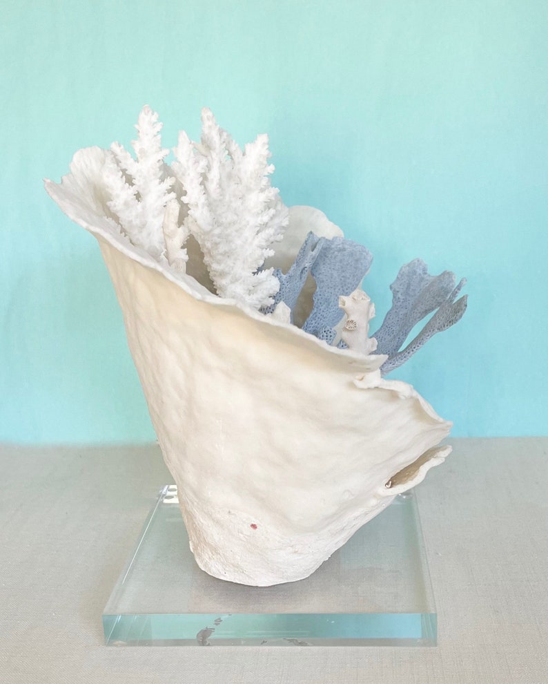 Coral Natural Coral Creation on Lucite Stand real coral coastal beach decor nautical 35th anniversary gift image 2