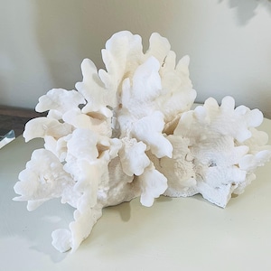 Real Cactus Coral - natural coral coastal beach decor nautical 35th anniversary gift Free Shipping coral centerpiece white coral