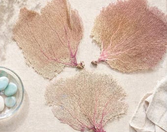 Natural Bahama Sea Fans – Coastal Beach Wedding Decor (#1)