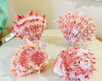 Spondylus Crassisquama Shells - Coastal Display Decor - Choose Your Favorite