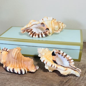 Seashell Real Cymatium Lotorium Shell - 4.5&quot;-5&quot; Sold Individually  beach coastal decor sea shells seashells nautilus sea shell display