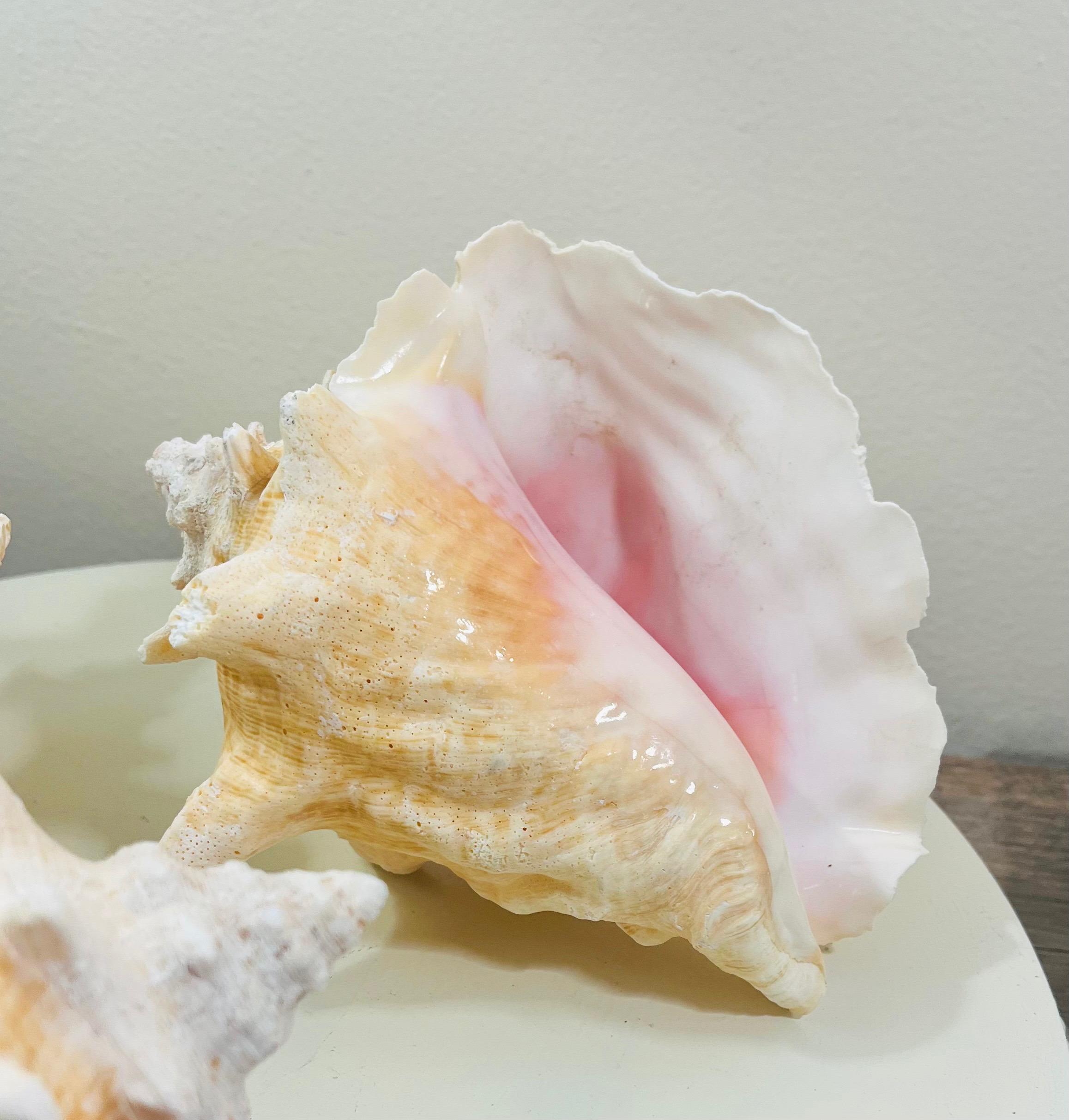 Pink Conch Shell Cooked Bahama Pink Conch Shells 6