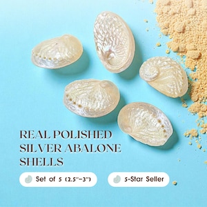 Polished Silver Abalone Shells – Set of 5 Real Sea Shells for Coastal Crafts, Beach Wedding Table Decor, Nautical Home Styling, Ocean Accent