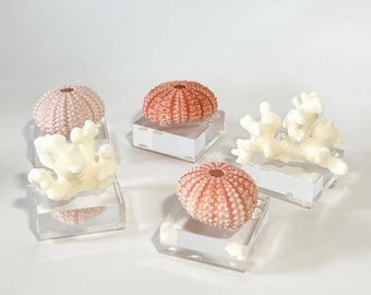 Corals and Pink Sea Urchins on Lucite - Sold Individually - Natural-Real-beach decor-coastal-sea shell-seashells-table decor