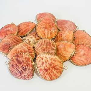 Shell Box Natural Seashell Ring Box Beach or coastal Wedding, Perfume Holder, pill box, jewelry box image 7