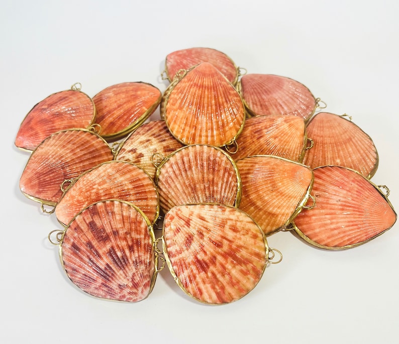 Shell Box Natural Seashell Ring Box Beach or coastal Wedding, Perfume Holder, pill box, jewelry box image 7