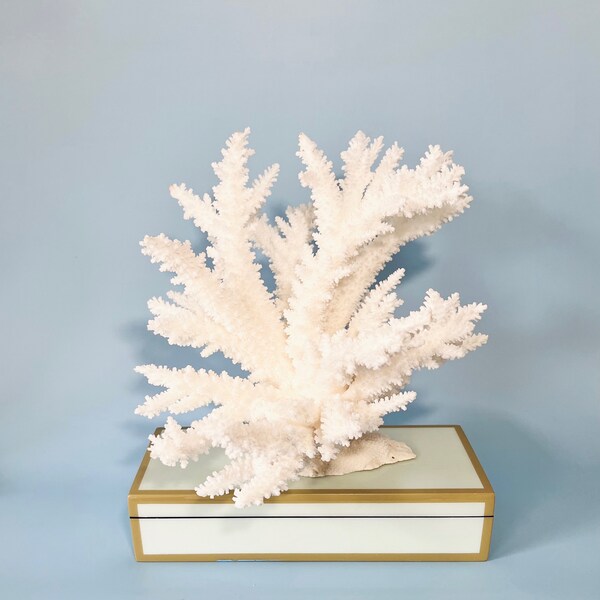 Natural Branch Coral - You will receive this piece - 9" w x 9" d x 8" h - real coral coastal beach decor aquarium 35th anniversary gift