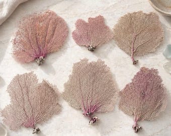 Natural Bahama Sea Fans – Coastal Beach Wedding Decor (#3)