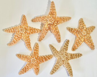 Starfish - Large Natural Sugar Starfish - Sold Individually - Star Fish Beach Wedding Coastal Nautical Real Starfish