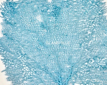 Beach Decor - MANY COLORS AVAILABLE - Natural Dried Painted Sea Fan - Wall Decor