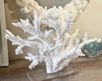 Real Branch Coral on Lucite - genuine natural coastal beach decor 35th Anniversary gift Coral Centerpiece