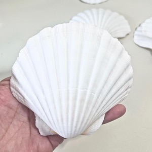 Large Irish Cup Shells 4”-4.5” - Choose Quantity - Scallop Shells Beach Wedding Decor White Sea Shell Mermaid  Costume