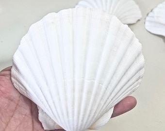 Large Irish Cup Shells 4”-5” - Mahjong Money, Dice, Trinket Bowl - Scallop Shells Beach Wedding Decor