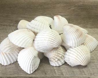 Seashells - Natural Ark Shells - 2"-2.5" - Set of 10 - bulk shells/sea shells/wedding shells/beach/coastal