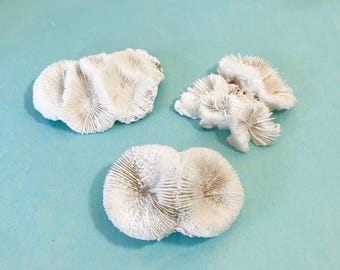 Natural Corals - Set of Three - 3"- 4" Coastal Beach Decor, Crafting or Display