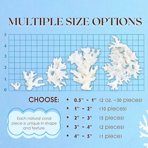 GENUINE LACE CORAL – Choose Size, Natural Coral Pieces for Beach Wedding Decor, Nautical Crafts, Coastal Styling, Ocean Theme Supplies 画像 2