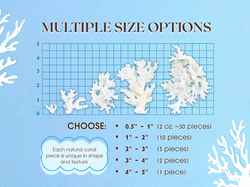 GENUINE LACE CORAL – Choose Size, Natural Coral Pieces for Beach Wedding Decor, Nautical Crafts, Coastal Styling, Ocean Theme Supplies 画像 2