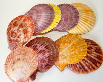 Natural Shells Set of 20 - Beach Coastal Home Decor-Sea Shells Bulk Weddings Pecten Nobilis