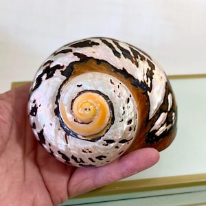 Large Polished Real Turbo Sarmaticus Shell - 3.5&quot;-3.75&quot; - beach decor coastal shells sea shells