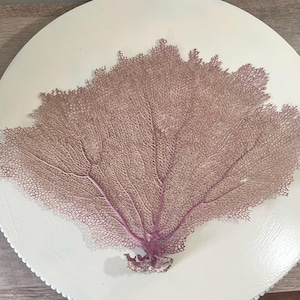 Natural Sea Fans CHOOSE YOUR FAVORITE Bahama Sea Fan - coral, coastal beach decor, genuine real sea fan wall decor
