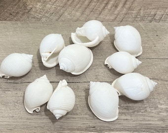 Shells - White Bonnet Shells - Set of Ten  1.5" - 2"- Beach Home Decor-Sea Shells Bulk-Sea Shells