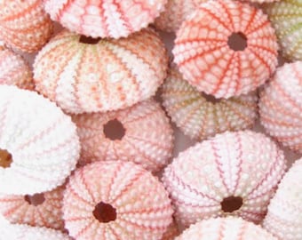 Seashells - 10 Natural Pink Sea Urchins  1.5&quot;-2&quot;  - Seashell/Nautical/Beach Decor/Beach Wedding Decor/Air Plants/Aquarium