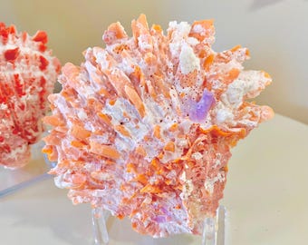 Spondylus Crassisquama Shells - Coastal Display Decor - Choose Your Favorite