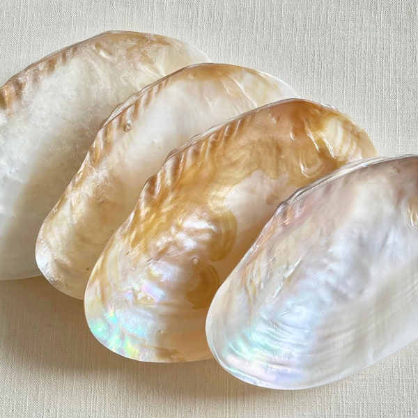 Large Silver Clam Shell - 6"-7" and 7"-8"  Beach Decor Coastal Decor Seashells Sea Shells wedding decor