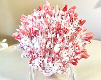 Spondylus Crassisquama Shells with Stand - Coastal Display Decor - Choose Your Favorite
