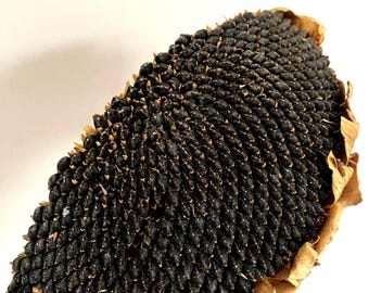 Sunflower Heads | Natural and Nutritious Hamster Treat | Healthy Treat & Activity for Small Pets | Available in 30g+ to 80g+ Sizes!