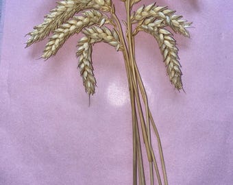 Wheat Ears – Natural Foraging Treat and Nutritious Snack for Small Pets & Birds