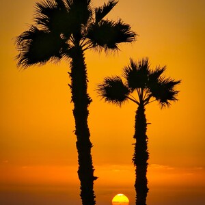 Two palm trees shoot skyward against an orange sky as the setting sun glows at the base of their trunks.