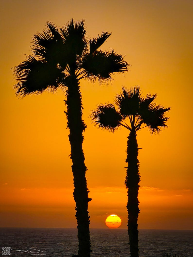 Two palm trees shoot skyward against an orange sky as the setting sun glows at the base of their trunks.